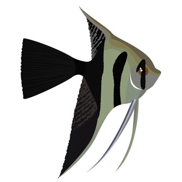 Halfback veil angelfish cartoon aquarium fish