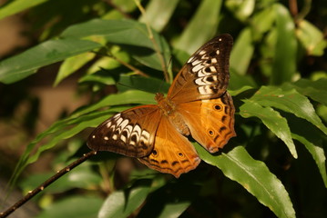 FARFALLA