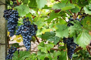 Diesbar-Seußlitz am Anfang der Sächsischen Weinstraße im Elbtal im Landkreis Meißen