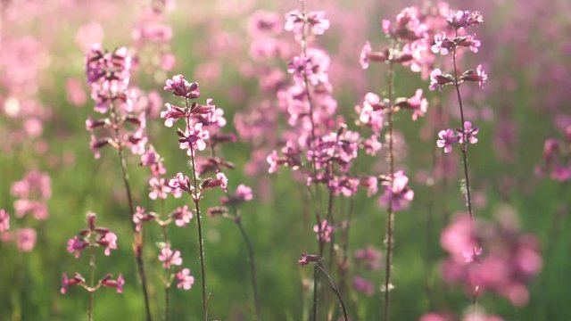 pink flowers of wild carnation in the field on a sunny afternoon, close-up