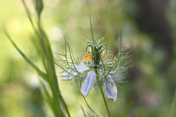 Jungfer im Gr&uuml;nen