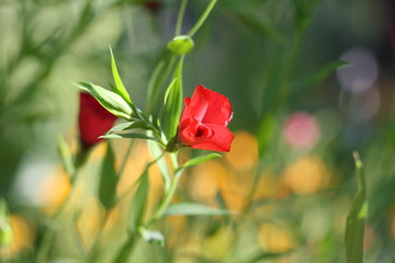 Roter Lein