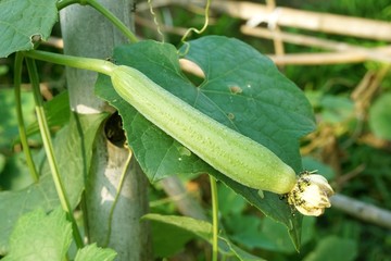 Obraz premium Luffa aegyptiaca plant in nature garden