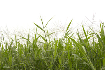 Obraz premium Trawa na białym tle.