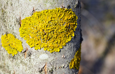 Common orange lichen Xanthoria parietina on the bark of tree trunk in the forest.Yellow scale,maritime sunburst lichen growing on the birch.Selective focus.