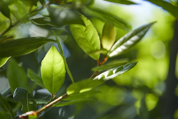 laurel tree with bay leaves