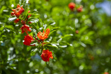pomegranate flowers in nature