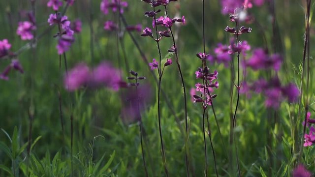 pink flowers of wild carnation in the field on a sunny afternoon, close-up