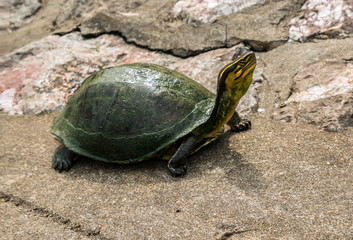Tortoise sitting on a stone in Thailand holding head up high