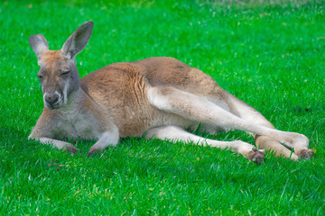 Kangaroo taking a break