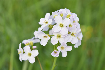 Close-up of cuckoo flower (cardamine pratensis)
