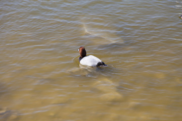 Swans on the lake