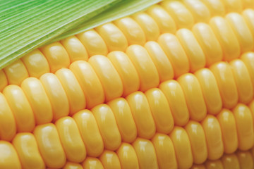Sweet corns. Fresh corn on cobs on wooden table.