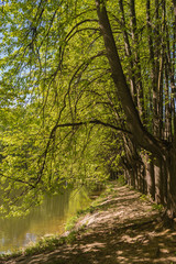 On the bank of a pond in the wood