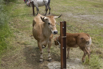 Fototapeta premium Aerial view of a cow and a calf