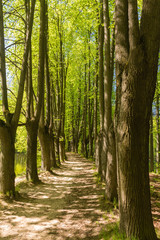 Naklejka premium Path between trunks of trees in the wood