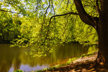 On the bank of a pond in the wood