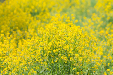 Obraz premium small yellow flowers in a meadow