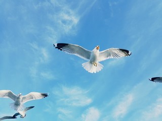 sky, seagull