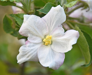 Obraz premium Close-up of an apple blossom. Blurred background
