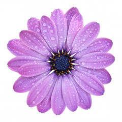 Wonderful violet Daisy (Marguerite, Bornholmmargerite) with drops of water, isolated on white background. Germany