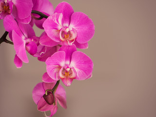 Naklejka na ściany i meble Roseau is a beautiful orchid.