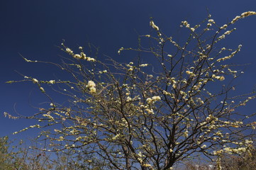 Thorn tree in blossom