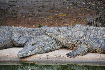 Breediing Crocs