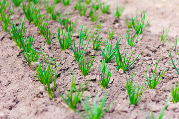 young green onions in the garden