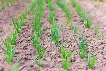 young green onions in the garden