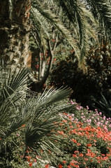 garden with palm and flowers