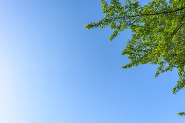 新緑の葉 Fresh green leaves