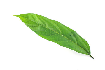 Fototapeta premium green leaf on white background.