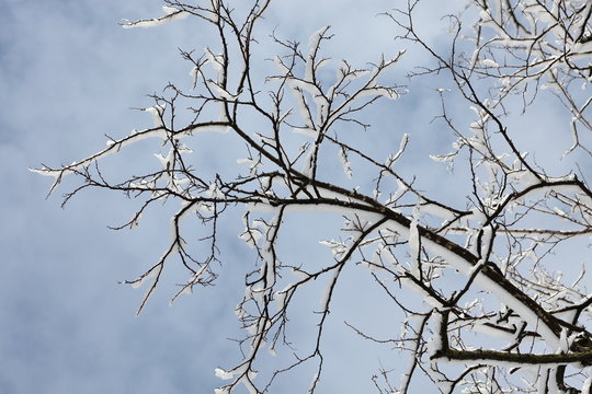 Rami coperti di neve