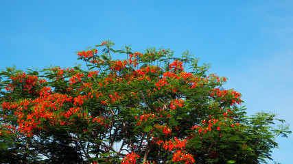 Tree flowers and blue sky