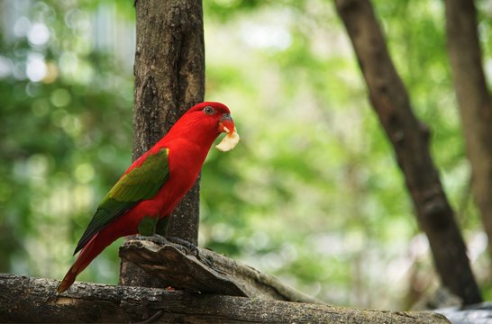Chattering lory ( Lorius garrulus ) eating fruit on tree branch
