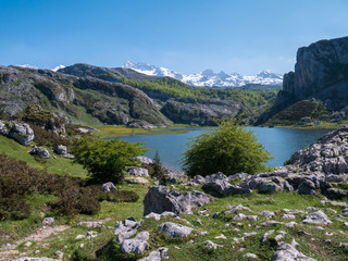 Fototapeta na wymiar Spring landscape near the Covadonga lakes and mountain peaks covered with the snow.