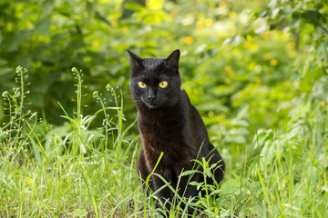 Beautiful black bombay cat sits outdoors in grass in nature