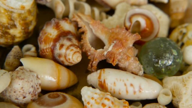 Close up lots of different mixed colorful seashells as background. Various corals, marine mollusk and scallop shells. Sea vacation travel and beach holiday tourism concept.