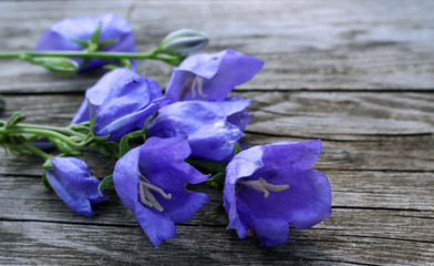 Blue campanula persicifolia on wood background. Campanula is a flowering plant. . Flat lay, top view.Empty space for your text.