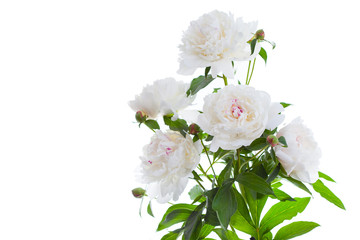 bunch of peony on white background
