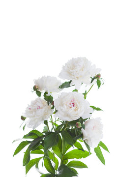 bunch of peony on white background