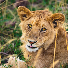 Little lion in Tanzania