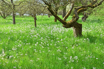 Orchard with old fruit trees in springtime. Lush green grass and blooming cuckoo flowers. Baden-Wuerttemberg, Germany