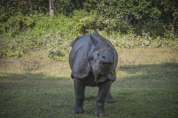 Fototapeta premium Rhino in Chitwan
