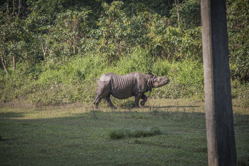 Fototapeta premium Rhino in Chitwan