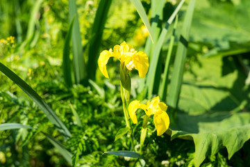 Spring flowers at Arnhem open  air and national heritage museum, in Arnhem, Netherlands