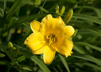 Fototapeta premium Beautiful Yellow Day Lily in a natural green environment 