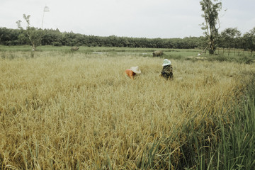 Farmers are harvesting rice in the fields.