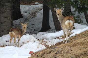 エゾシカ
